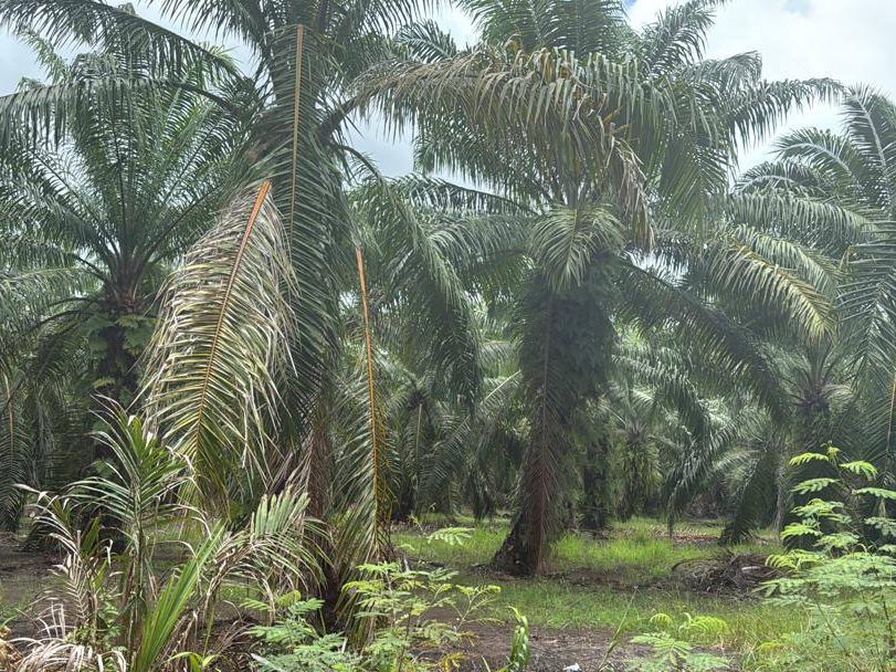 Tanah Pertanian Sungai Besar Sabak Bernam 2.1 Ekar Corner Lot