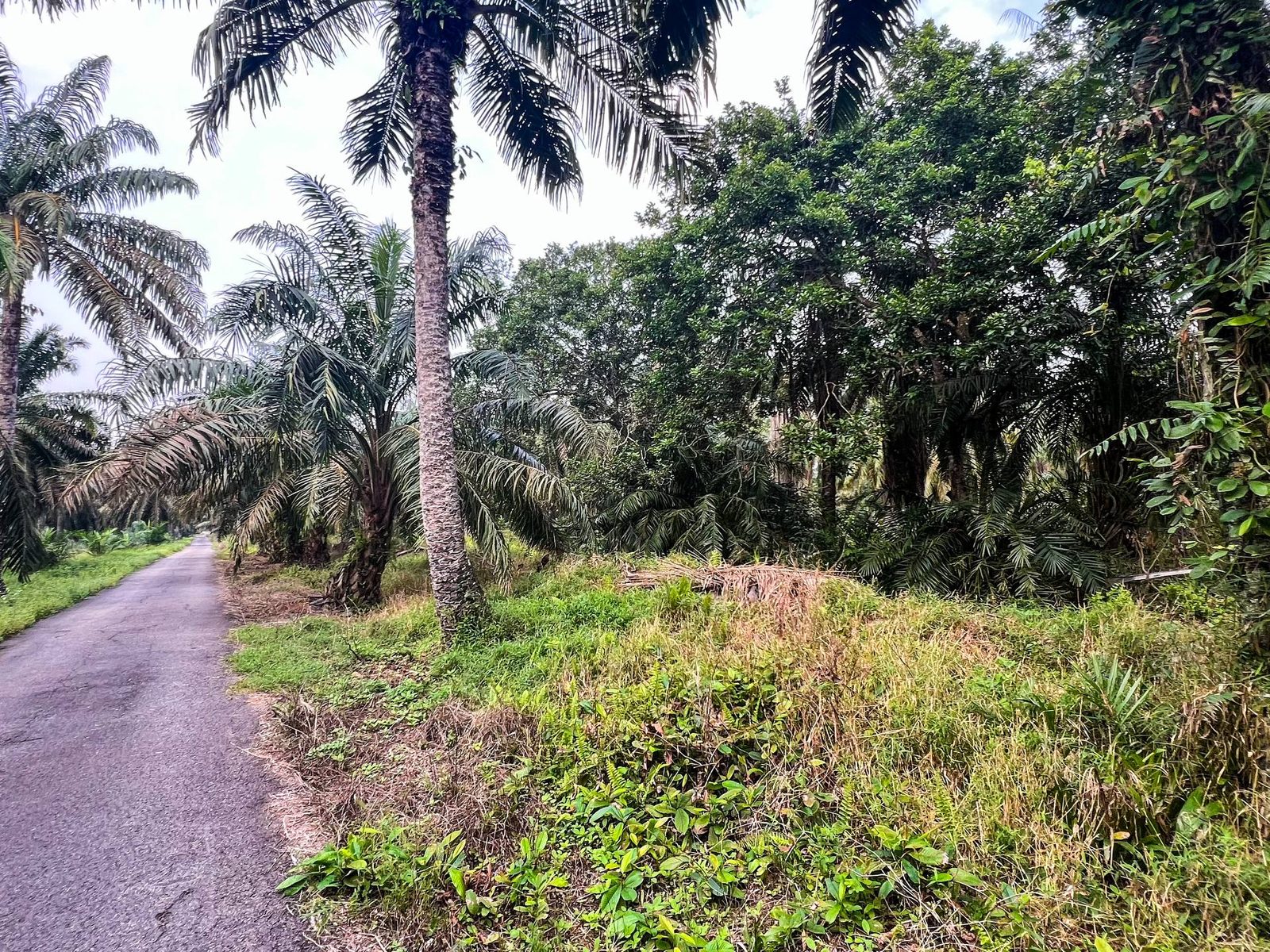 Tanah Pertanian Sungai Panjang Sabak Bernam 1.88 Ekar