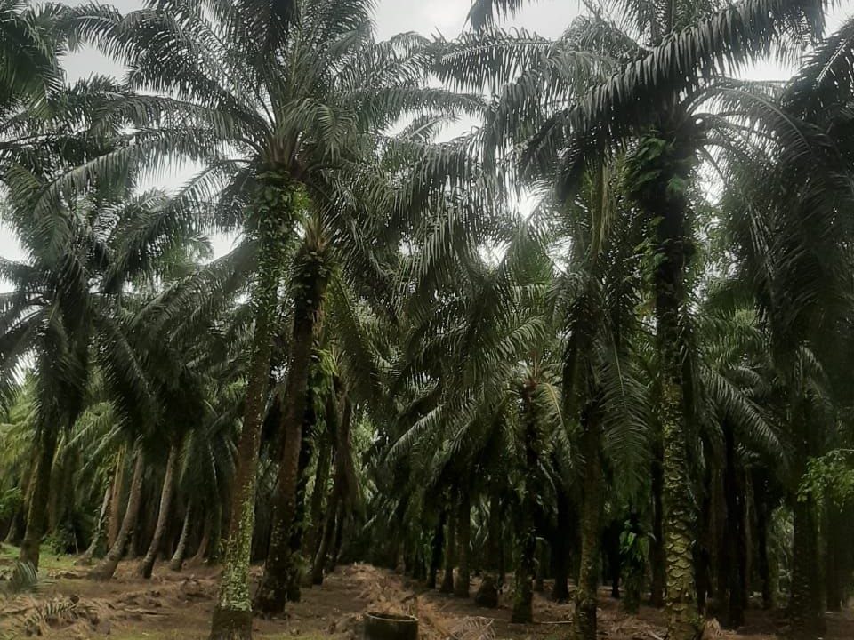 Kebun Sawit 1.7 Ekar Parit Pulai Darat Tangkak Johor Freehold