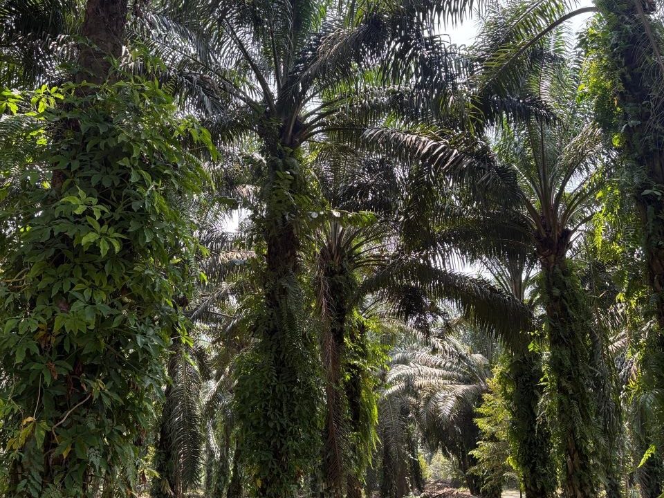 Kebun Durian & Sawit 10 Ekar Tapah Road Perak Freehold