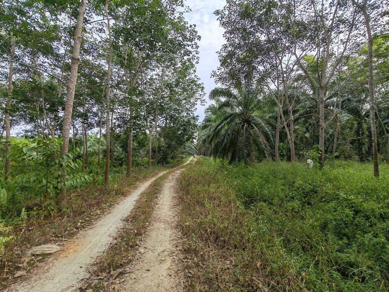 Tanah Pertanian Getah 1.95 Ekar Tangkak Johor Freehold Ada Hasil