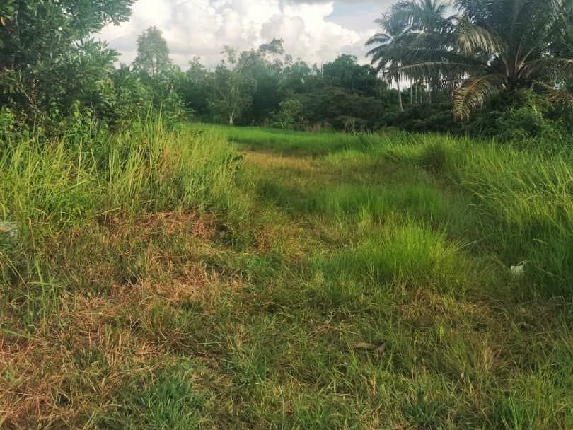 Tanah Pertanian 2.13 Ekar Pengkalan Berangan Marang Freehold