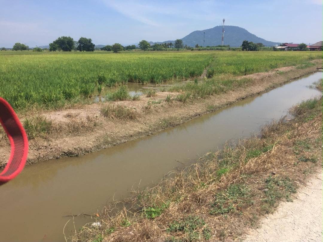Tanah Pertanian 52,273 Kaki Persegi Permatang Pauh Freehold