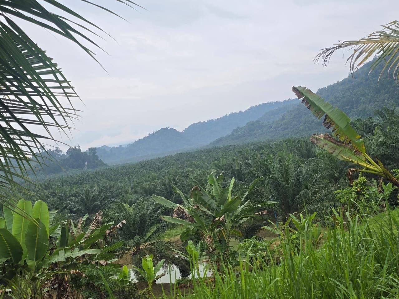 Ladang Kelapa Sawit 2,500 Ekar Sungai Siput Perak Untuk Dijual