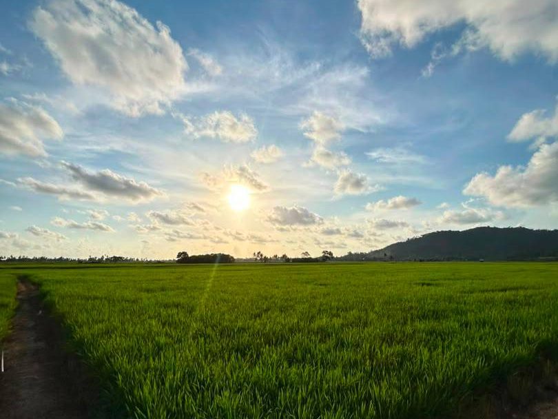 Tanah Bendang 3.44 Ekar Badong Yan Kedah Freehold
