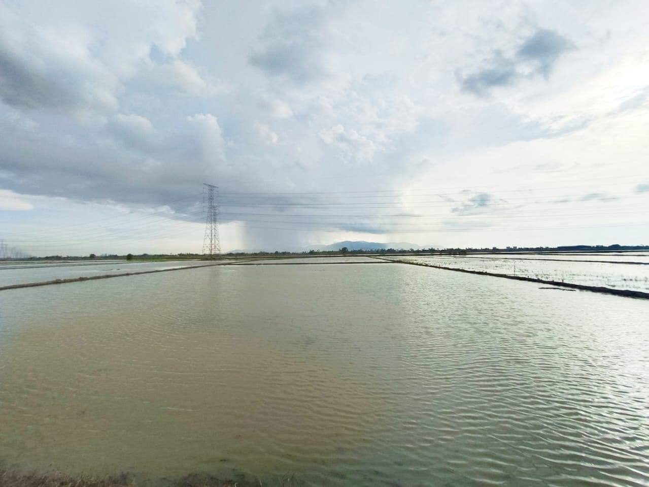 Tanah Sawah First Grade 0.74 Ekar Kepala Batas Pulau Pinang
