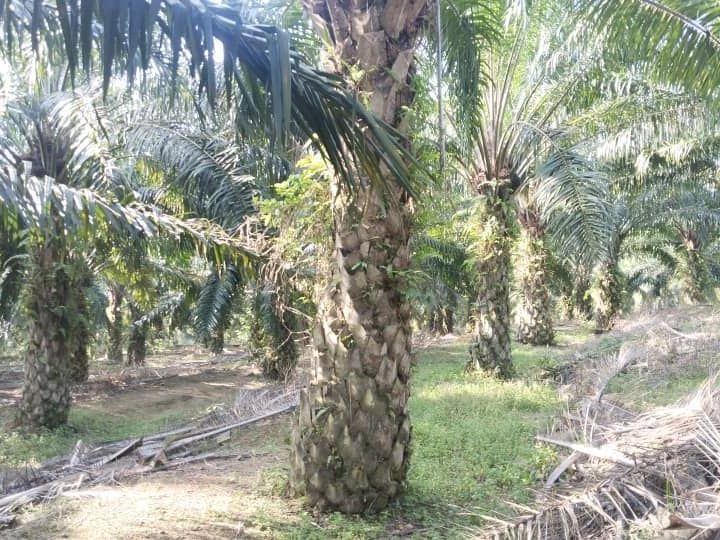 Kebun Sawit 20 Ekar Chengkau Rembau Freehold