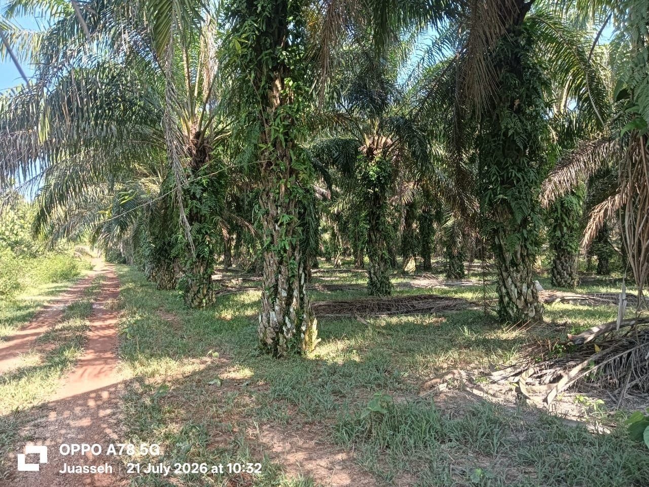 Tanah Kebun Sawit 3 Ekar Rembau Panas Kuala Pilah Negeri Sembilan