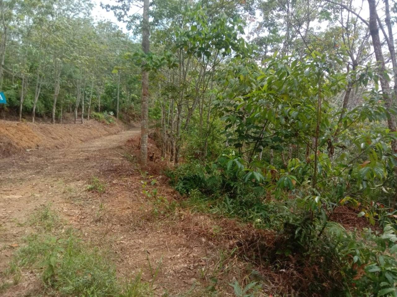 Tanah Pertanian 6.1 Ekar Ulu Rening Batang Kali