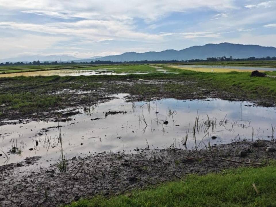 Tanah Pertanian 3.17 Relong Megat Dewa Kedah Freehold
