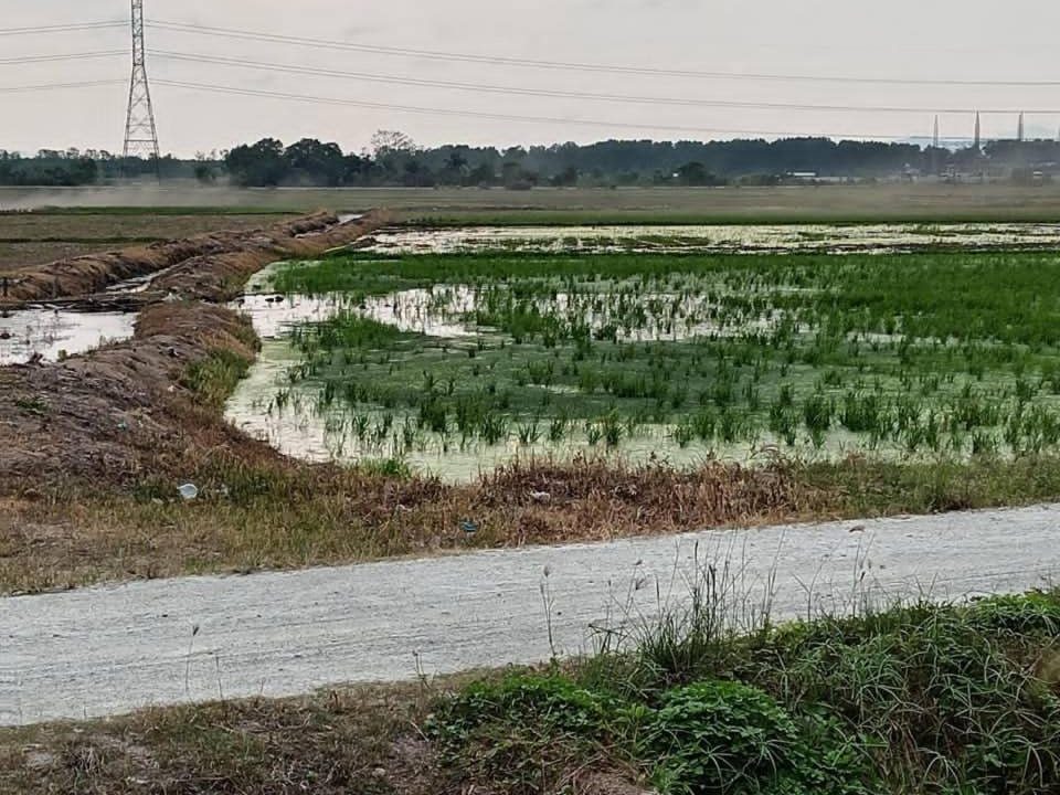 Tanah Sawah 39,727 Kaki Persegi Seberang Perai Tengah Freehold