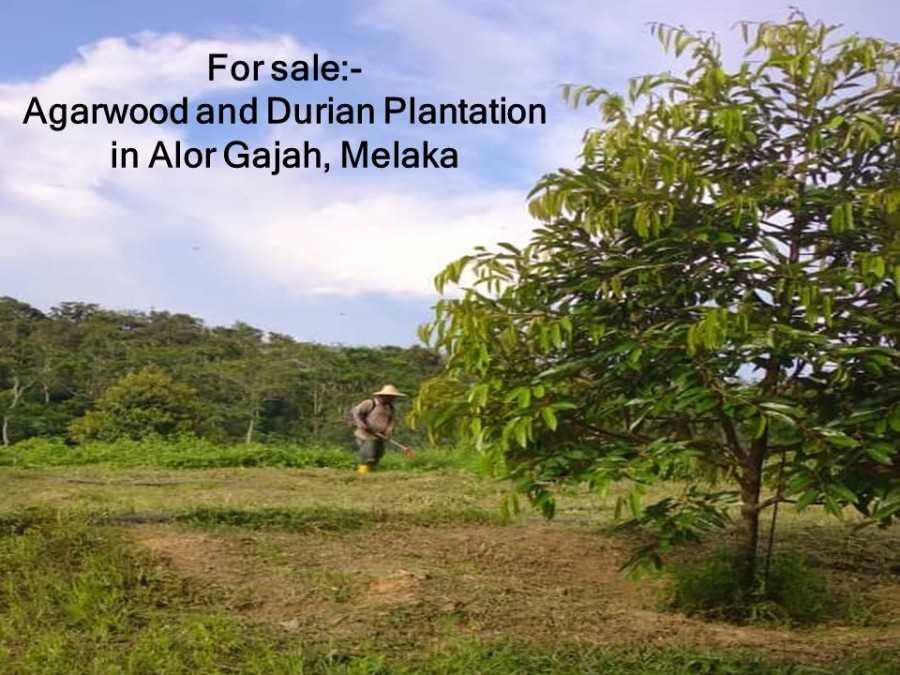 Kebun Durian & Agarwood 5 Ekar Durian Tunggal Melaka