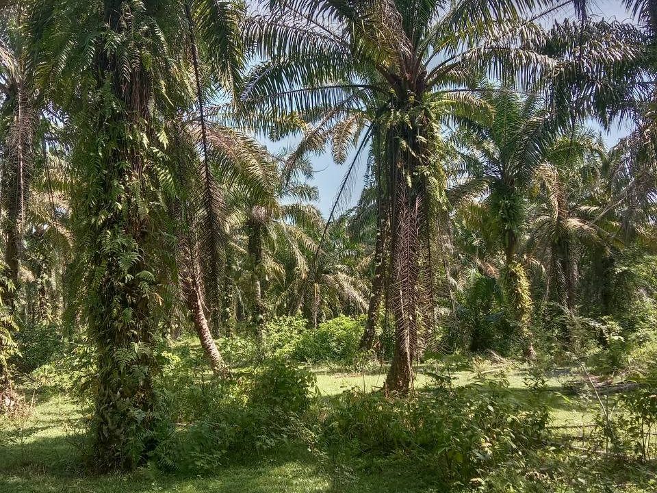 Tanah Sawit 1 Ekar Sungai Kroh Air Kuning