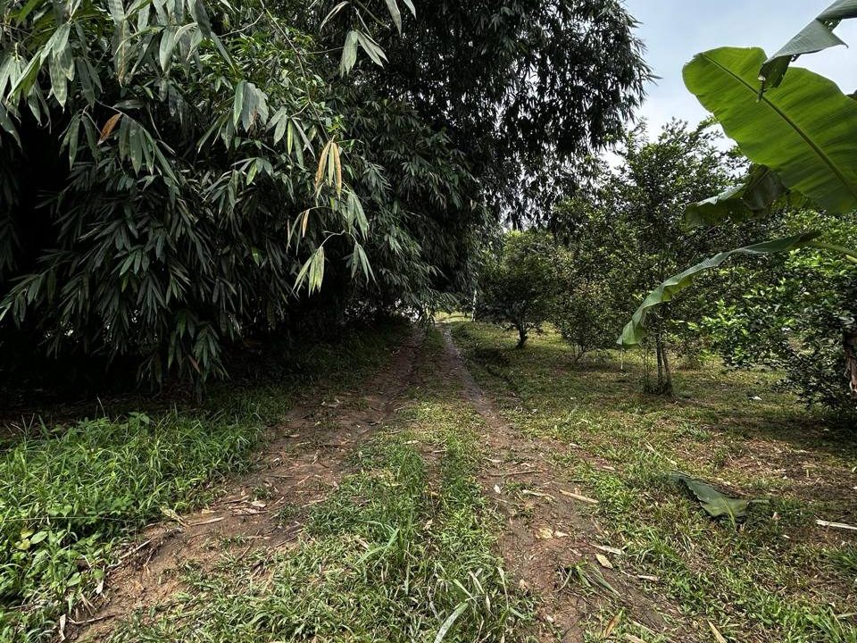 Tanah Dusun Freehold 8 Ekar Lubuk Kelubi Hulu Langat
