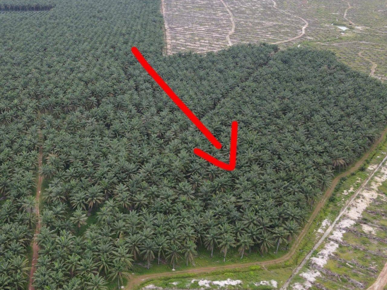 Tanah Pertanian 10 Ekar Ladang Sri Resak Lepar Kuantan