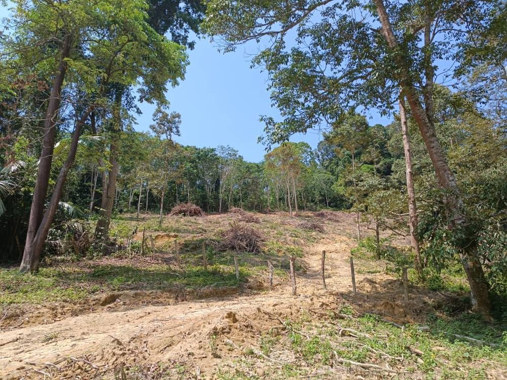 Tanah Pertanian Pertang Jelebu 2.1 Ekar Freehold Tepi Jalan Kampung