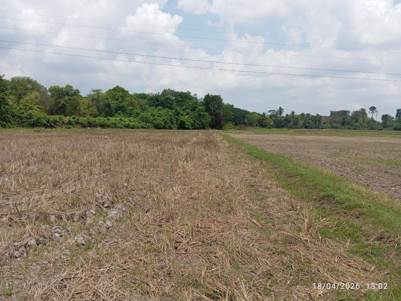 Tanah Bendang 2 Lot Pokok Sena Freehold Tanah Rata Murah
