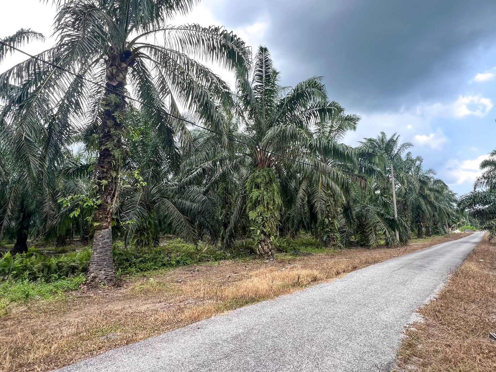 Tanah Pertanian Sungai Panjang Sabak Bernam 4.7 Ekar