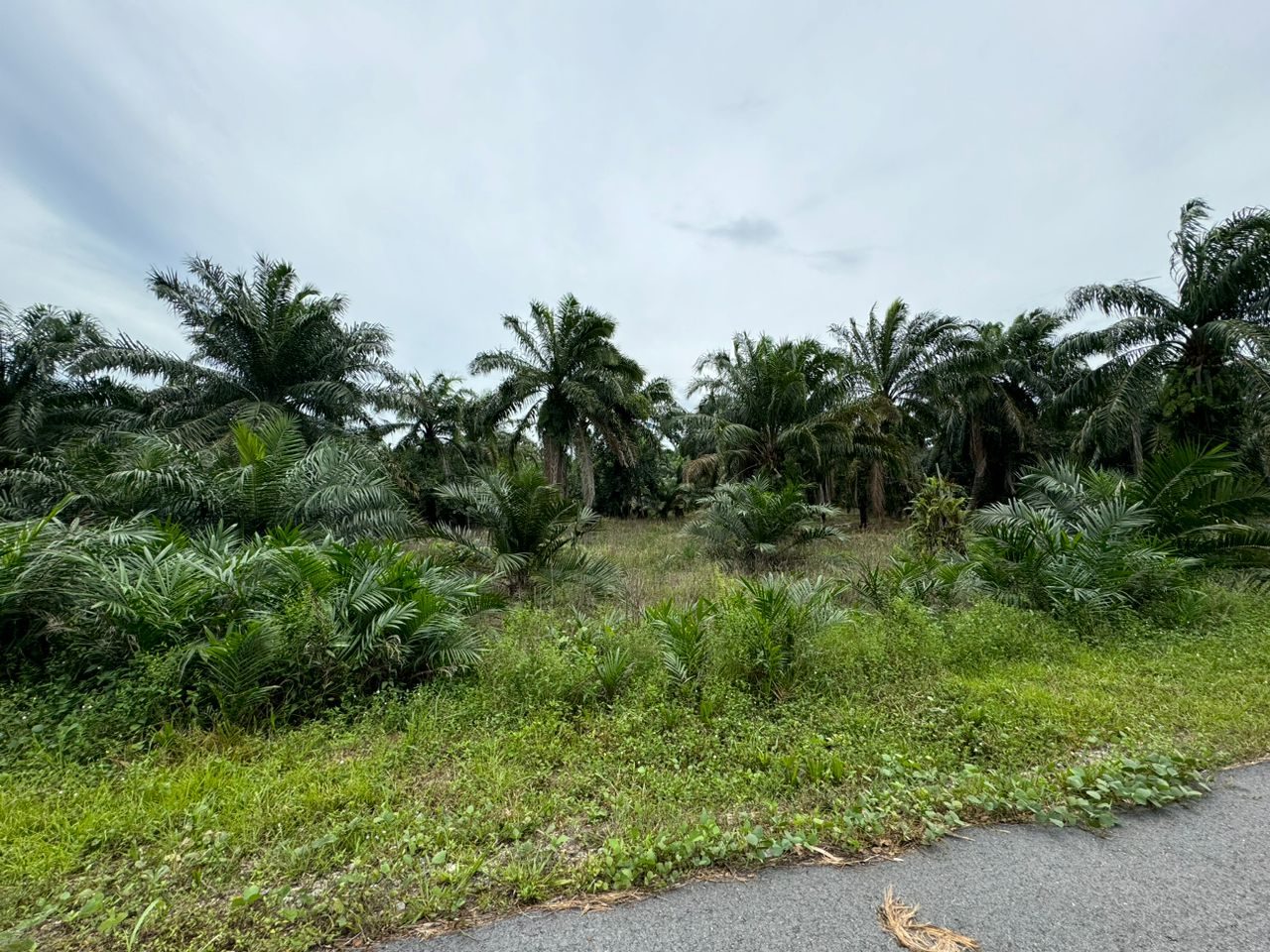 Tanah Pertanian Kampung Seri Cheeding Banting 3.2 Ekar