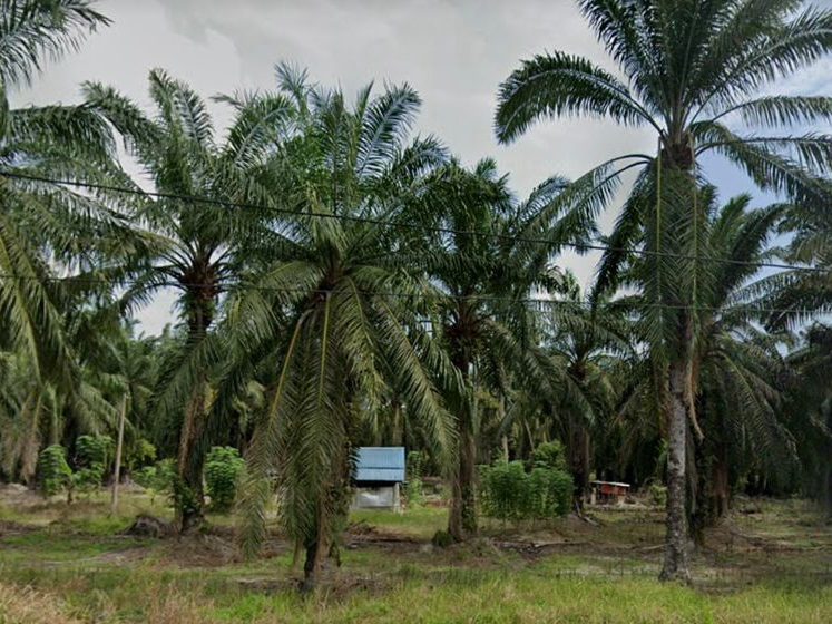 Tanah Pertanian Gunung Tunggal Pengkalan Baharu Perak 1.78 Ekar Freehold Zoning Kediaman