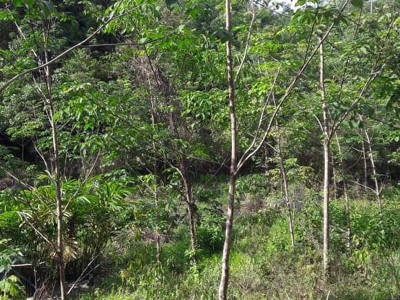 Tanah Pertanian Tanah Merah Kelantan 5 Ekar Freehold