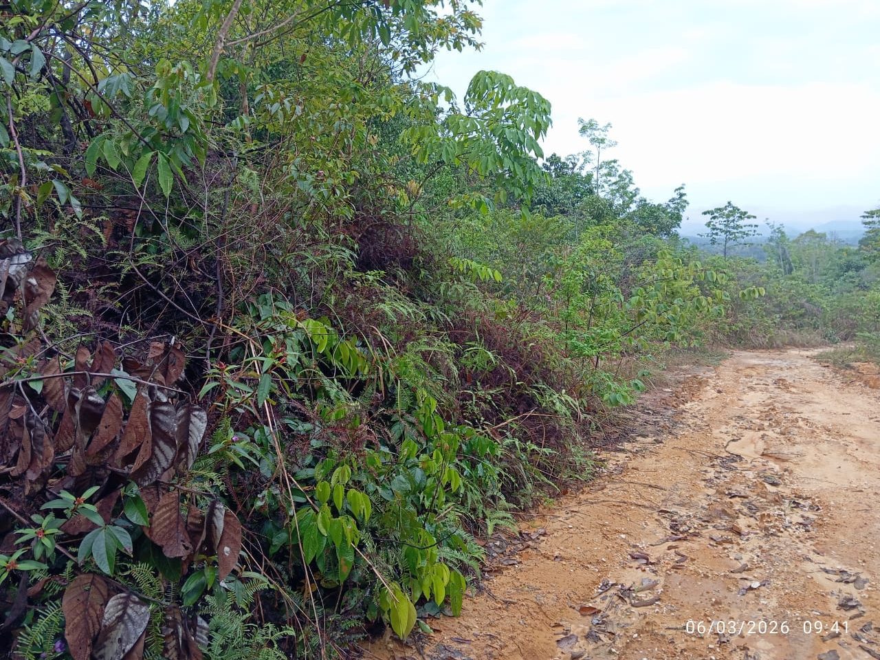 Tanah Pertanian 8.22 Ekar Freehold Sungai Senam Sik Kedah