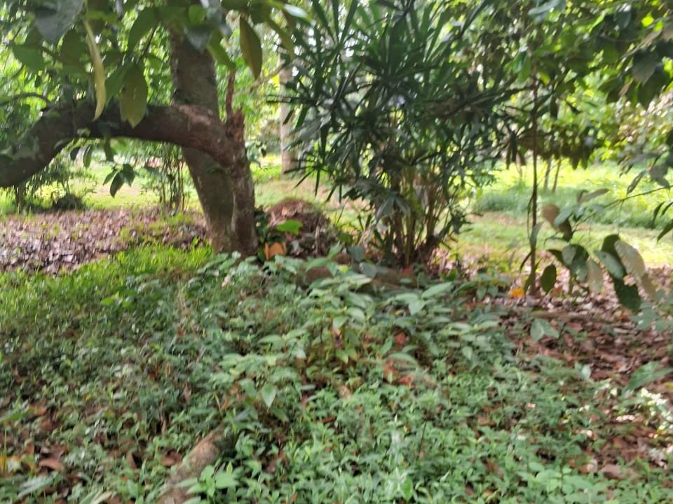 Tanah Kampung & Dusun 1.51 Ekar Freehold Jeneri Sik Kedah