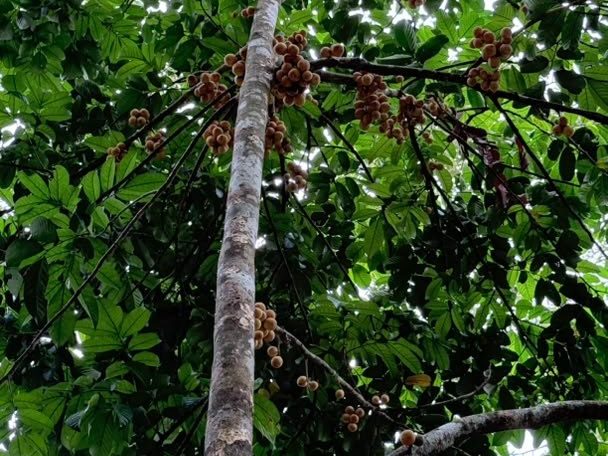 Tanah Dusun 35,520 Kaki Persegi Freehold Tunjang Kedah