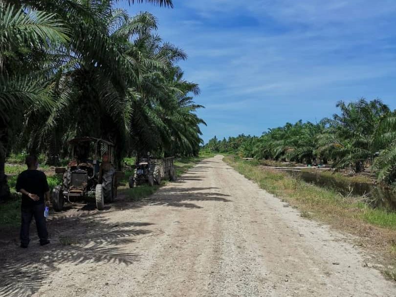 Ladang 1,049 Ekar Pulau Pasir Hitam Taiping Perak