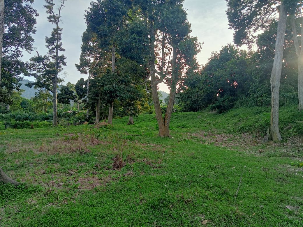 Tanah Dusun 30,462 Kaki Persegi Siong Baling Kedah