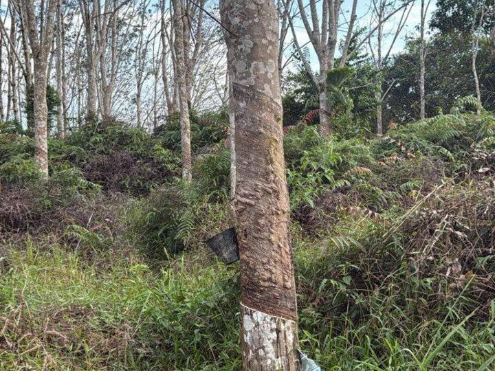 Tanah Pertanian Getah 19 Ekar Freehold Mukim Penjom Lipis Pahang