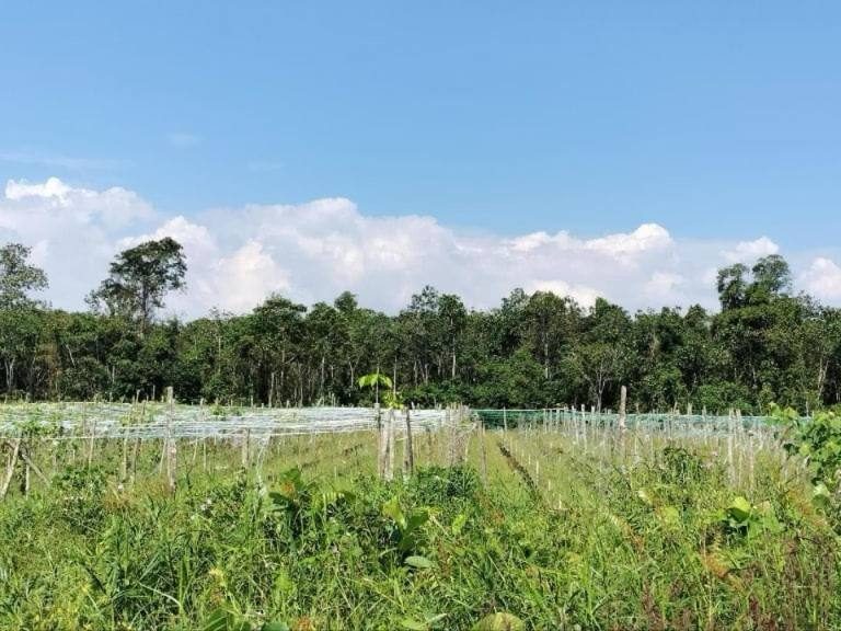 Tanah Pertanian 313 Ekar Freehold Senai Johor