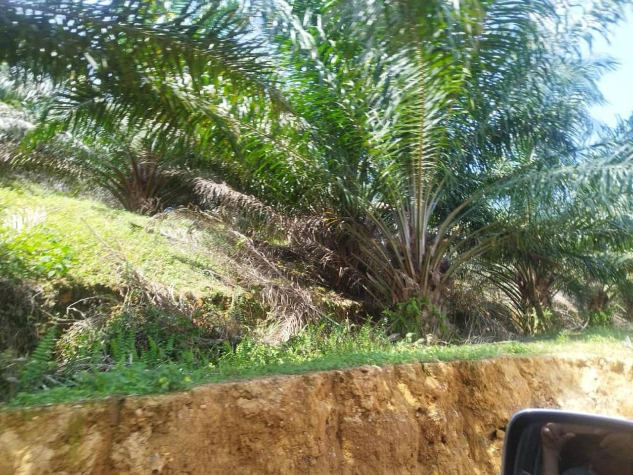 Ladang Sawit Dan Getah 1,100 Ekar Freehold Tangkak Johor