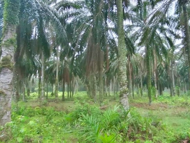 Tanah Pertanian 22 Ekar Freehold Selemak Rembau
