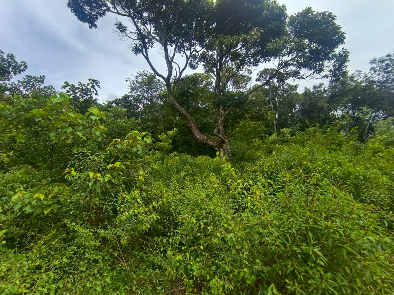 Tanah Pertanian 43,841 Kaki Persegi Freehold Paya Rumput