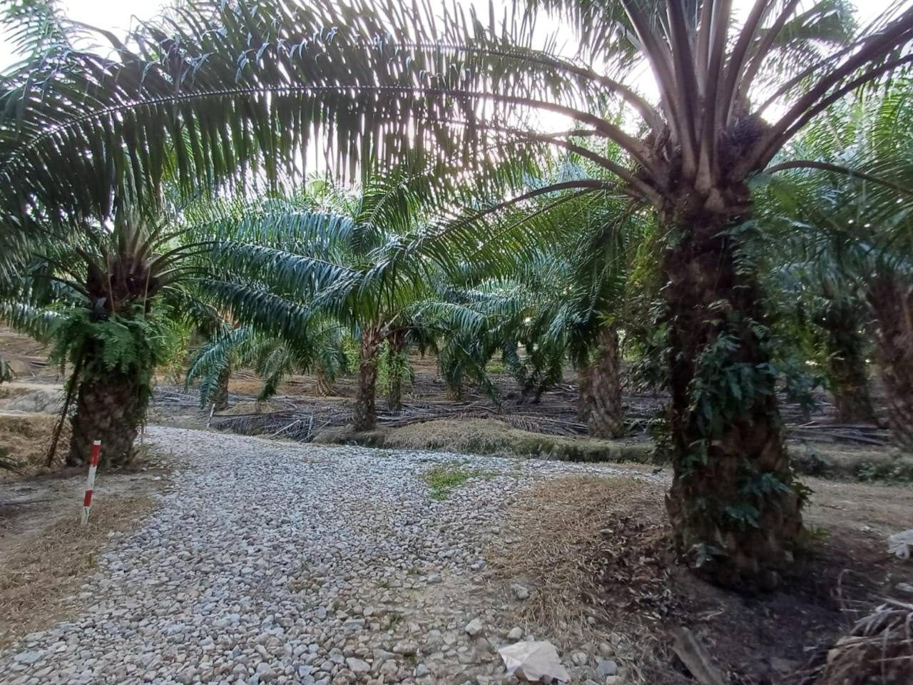 Ladang Sawit 25,599.56 Ekar Leasehold Limbang Sarawak