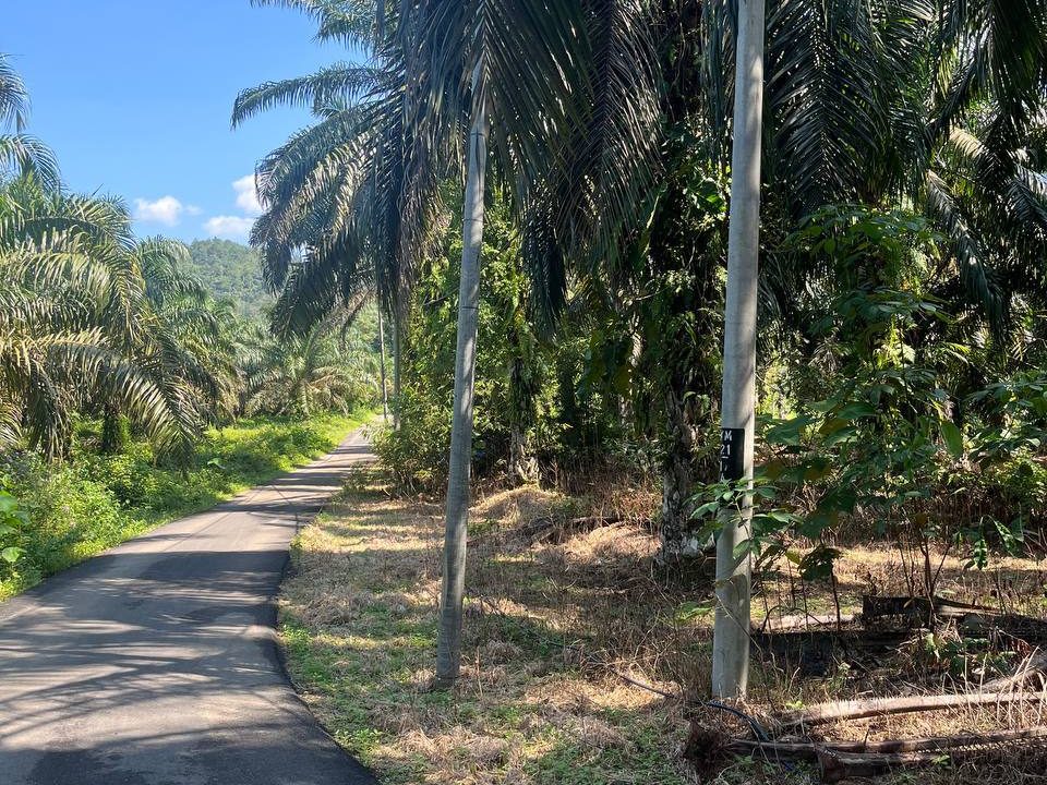 🔥TANAH KEBUN SAWIT DI IJOK UNTUK DIJUAL (TEPI JALAN)