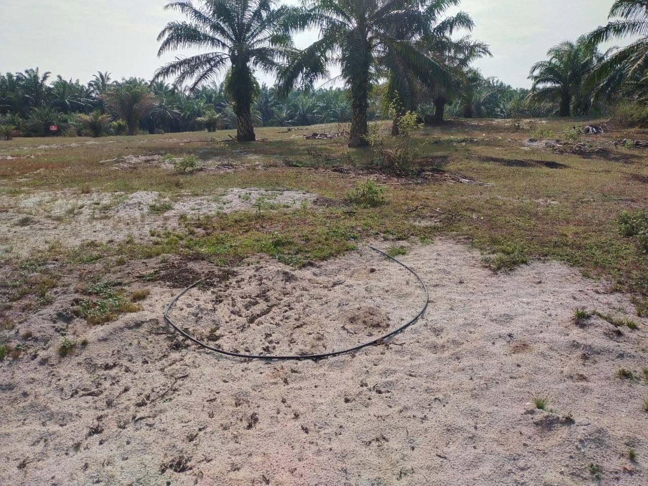 🔥TANAH KEBUN DI BANDAR BAHARU SERDANG KEDAH UTK DIJUAL