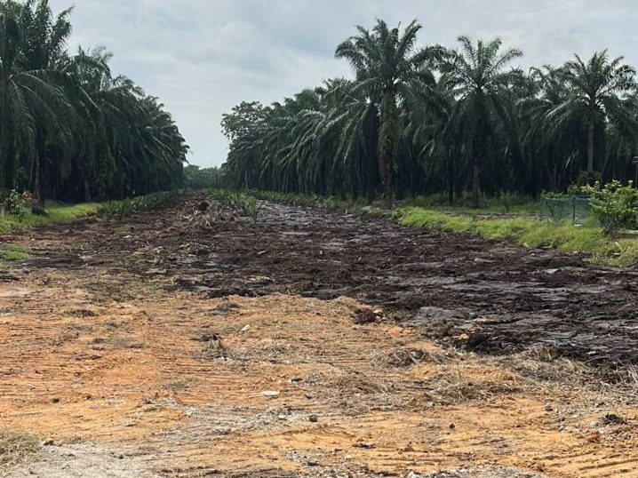 TANAH KEBUN SAWIT DI BAGAN SERAI & TAPAK RUMAH UNTUK DIJUAL