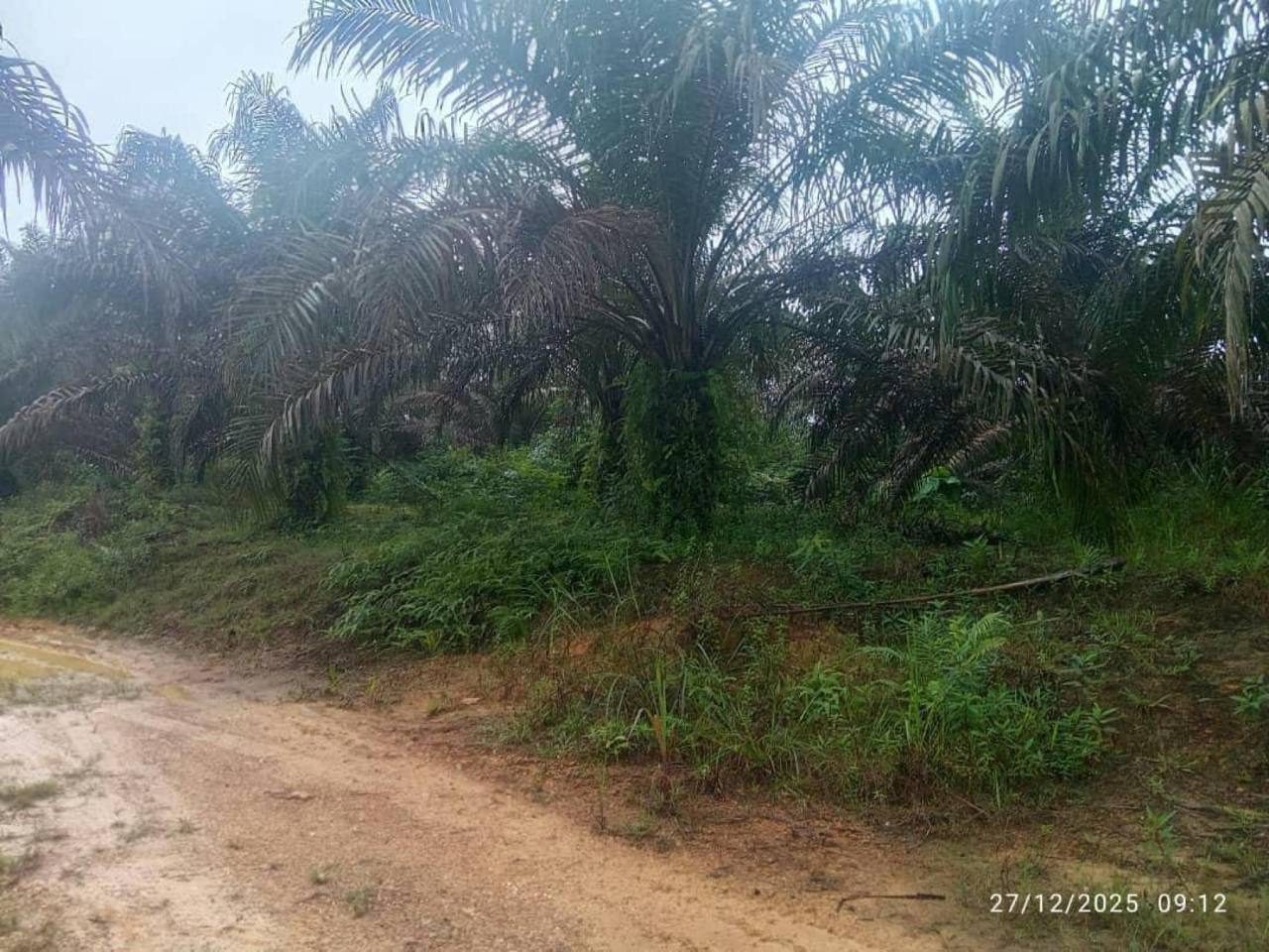 Tanah Pertanian 4.5 Ekar Kuala Kenau Kuantan