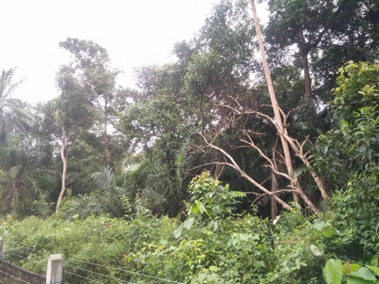 Tanah Pertanian 4.96 Ekar Freehold Open Title Atong Sungai Lembing Kuantan