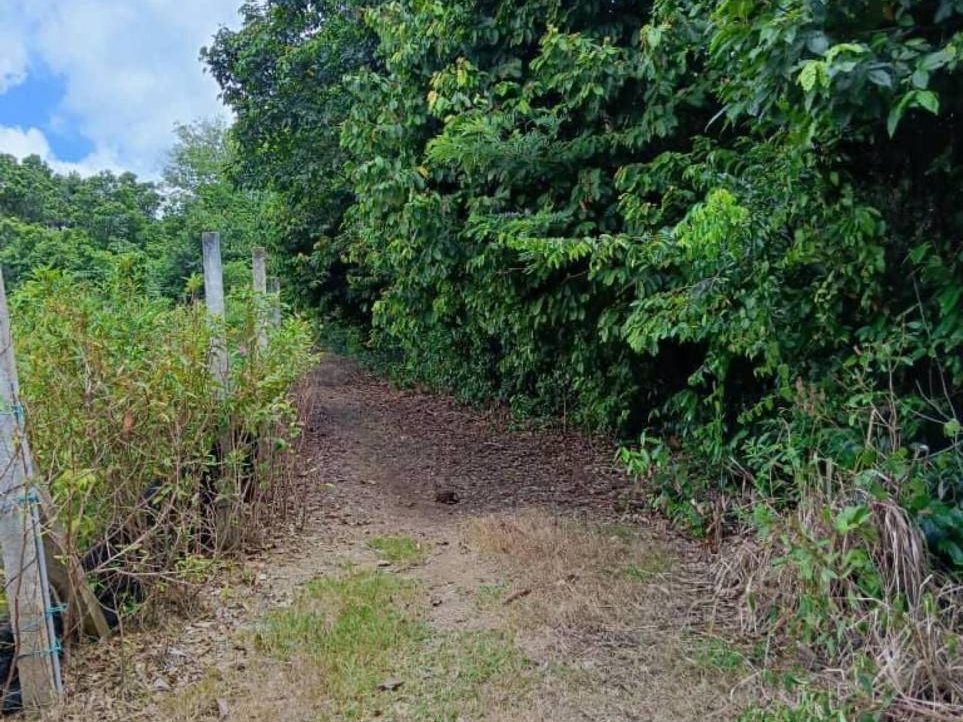Tanah Pertanian 1.2 Ekar Ganchong Pekan Pahang