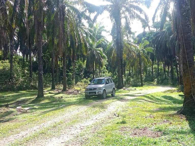 Tanah Sawit 6 Ekar Freehold Tepi LPT Dungun