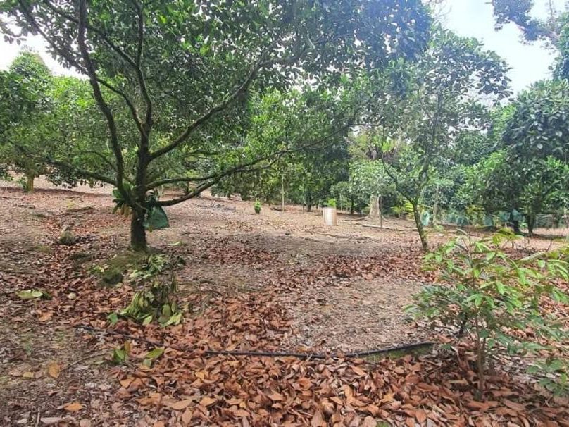 Tanah Pertanian 6 Ekar Freehold Kampung Mantin Negeri Sembilan