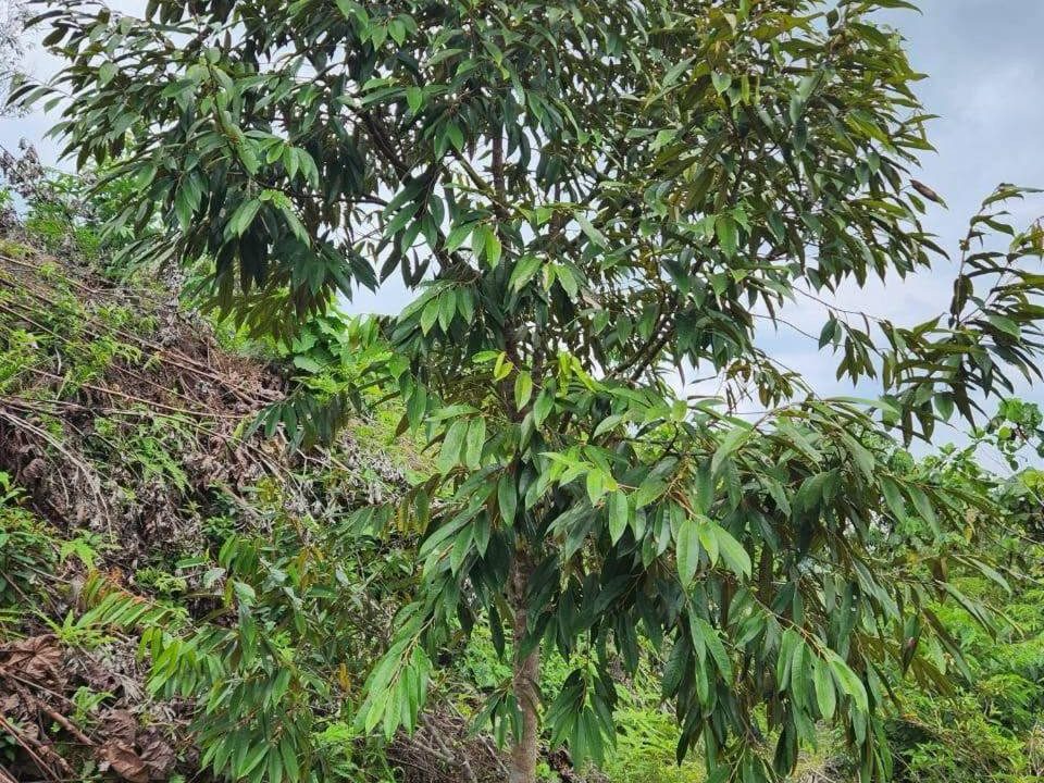 Jual Bahagian 1.37 Ekar Kebun Durian Kg Kerangai Simpang Pertang Jelebu