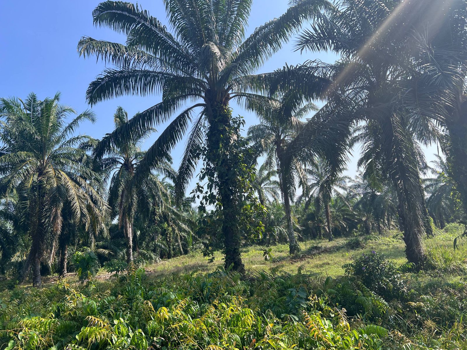 Tanah Pertanian 3.37 Ekar Freehold Sungai Durian Teluk Intan