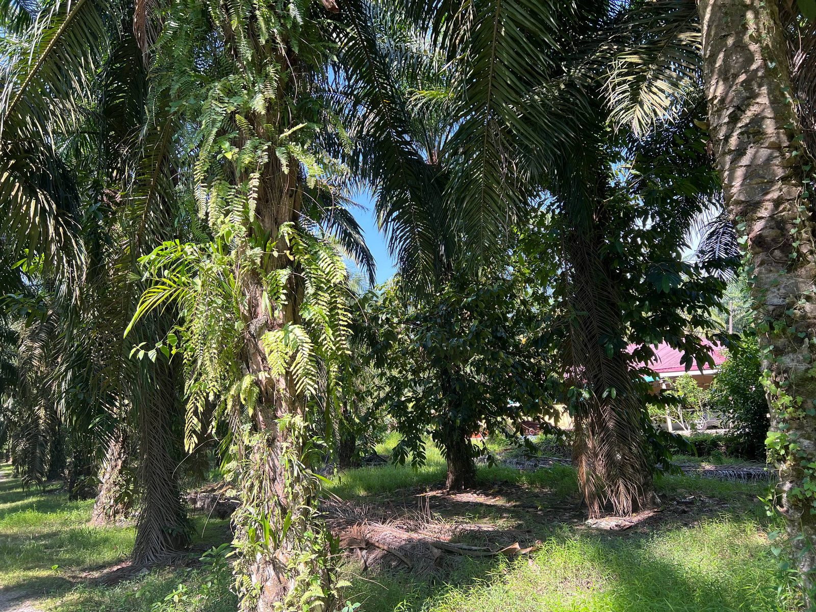 Tanah Pertanian 2 Ekar Freehold Sungai Lampam Chenderong Balai