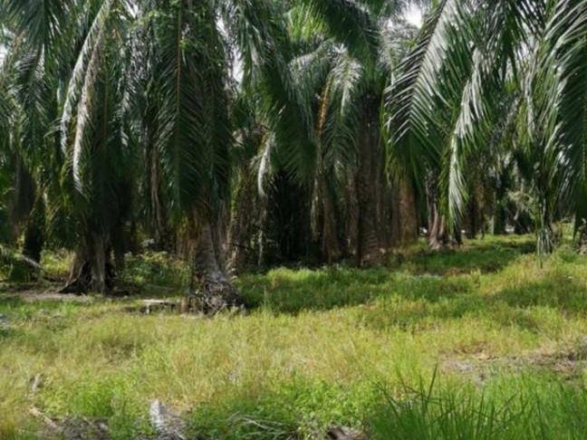 Tanah Pertanian 1.36 Ekar Freehold Open Title Tepi Sungai Perak Teluk Intan