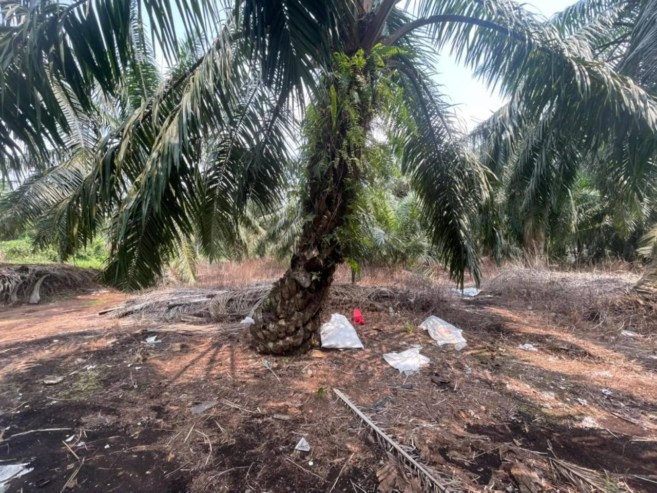 Tanah Sawit 5.19 Ekar Sungai Panjang Sabak Bernam