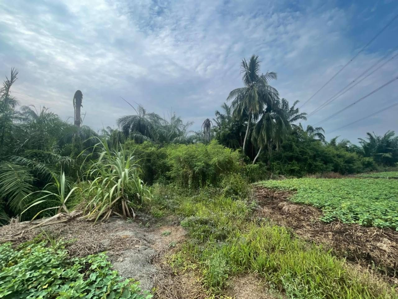 Tanah Pertanian 0.25 Ekar Sungai Serdang Kapar